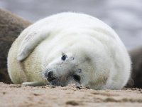 Halichoerus grypus 20, Grijze zeehond, Saxifraga-Bart Vastenhouw