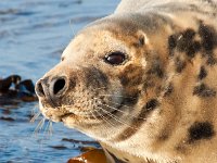 Halichoerus grypus 201, Grijze zeehond, Saxifraga-Bart Vastenhouw