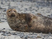 Halichoerus grypus 202, Grijze zeehond, Saxifraga-Bart Vastenhouw