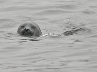 Halichoerus grypus 205, Grijze Zeehond, Saxifraga-Tom Heijnen