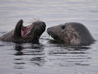 Halichoerus grypus 206 Grijze Zeehond, Saxifraga-Tom Heijnen