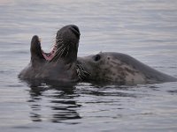 Halichoerus grypus 207, Grijze Zeehond, Saxifraga-Tom Heijnen