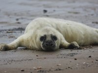 Halichoerus grypus 21, Grijze zeehond, Saxifraga-Bart Vastenhouw