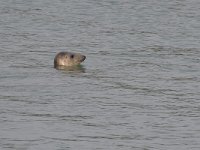 Halichoerus grypus 210, Grijze Zeehond, Saxifraga-Tom Heijnen