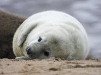 Halichoerus grypus 23, Grijze zeehond, Saxifraga-Bart Vastenhouw