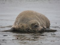 Halichoerus grypus 28, Grijze zeehond, Saxifraga-Bart Vastenhouw