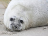 Halichoerus grypus 3, Grijze zeehond, Saxifraga-Bart Vastenhouw