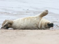 Halichoerus grypus 30, Grijze zeehond, Saxifraga-Bart Vastenhouw