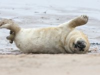 Halichoerus grypus 31, Grijze zeehond, Saxifraga-Bart Vastenhouw