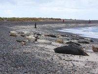 Halichoerus grypus 32, Grijze zeehond, Saxifraga-Bart Vastenhouw