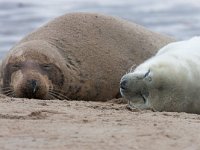 Halichoerus grypus 33, Grijze zeehond, Saxifraga-Bart Vastenhouw