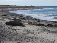 Halichoerus grypus 34, Grijze zeehond, Saxifraga-Bart Vastenhouw