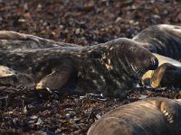 Halichoerus grypus 35, Grijze zeehond, Saxifraga-Bart Vastenhouw