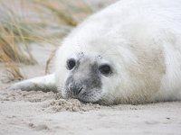 Halichoerus grypus 37, Grijze zeehond, Saxifraga-Bart Vastenhouw