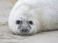 Halichoerus grypus 4, Grijze zeehond, Saxifraga-Bart Vastenhouw