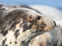 Halichoerus grypus 40, Grijze zeehond, Saxifraga-Bart Vastenhouw