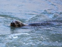 Halichoerus grypus 42, Grijze zeehond, Saxifraga-Bart Vastenhouw