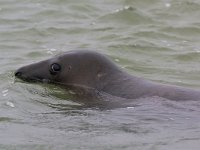 Halichoerus grypus 43, Grijze zeehond, Saxifraga-Rik Kruit