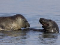 Halichoerus grypus 46, Grijze zeehond, Saxifraga-Mark Zekhuis