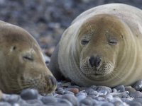 Halichoerus grypus 48, Grijze zeehond, Saxifraga-Mark Zekhuis