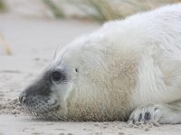 Halichoerus grypus 5, Grijze zeehond, Saxifraga-Bart Vastenhouw