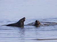 Halichoerus grypus 50, Grijze zeehond, Saxifraga-Mark Zekhuis