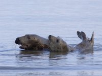 Halichoerus grypus 51, Grijze zeehond, Saxifraga-Mark Zekhuis