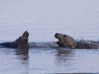 Halichoerus grypus 52, Grijze zeehond, Saxifraga-Mark Zekhuis