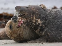 Halichoerus grypus 53, Grijze zeehond, Saxifraga-Bart Vastenhouw