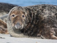 Halichoerus grypus 54, Grijze zeehond, Saxifraga-Bart Vastenhouw