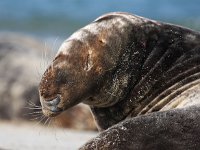 Halichoerus grypus 55, Grijze zeehond, Saxifraga-Bart Vastenhouw