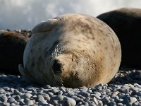 Halichoerus grypus 57, Grijze zeehond, Saxifraga-Bart Vastenhouw