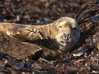 Halichoerus grypus 58, Grijze zeehond, Saxifraga-Bart Vastenhouw