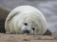 Halichoerus grypus 62, Grijze zeehond, Saxifraga-Bart Vastenhouw