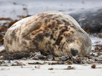 Halichoerus grypus 68, Grijze zeehond, Saxifraga-Bart Vastenhouw