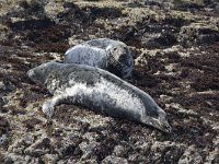 Halichoerus grypus 69, Grijze zeehond, Saxifraga-Kees van Berkel : Blue Elephant