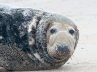 Halichoerus grypus 7, Grijze zeehond, Saxifraga-Bart Vastenhouw