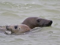 Halichoerus grypus 70, Grijze zeehond, Saxifraga-Rik Kruit