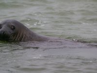 Halichoerus grypus 71, Grijze zeehond, Saxifraga-Rik Kruit