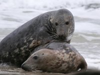 Halichoerus grypus 72, Grijze zeehond, Saxifraga-Bart Vastenhouw