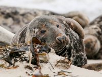 Halichoerus grypus 73, Grijze zeehond, Saxifraga-Bart Vastenhouw