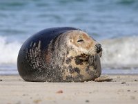 Halichoerus grypus 74, Grijze zeehond, Saxifraga-Bart Vastenhouw