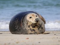 Halichoerus grypus 75, Grijze zeehond, Saxifraga-Bart Vastenhouw