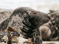 Halichoerus grypus 76, Grijze zeehond, Saxifraga-Bart Vastenhouw