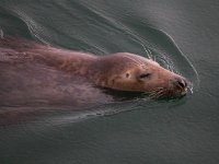 Halichoerus grypus 77, Grijze zeehond, Saxifraga-Bart Vastenhouw