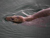 Halichoerus grypus 78, Grijze zeehond, Saxifraga-Bart Vastenhouw