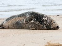 Halichoerus grypus 8, Grijze zeehond, Saxifraga-Bart Vastenhouw