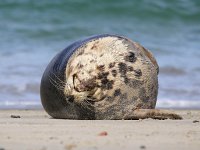 Halichoerus grypus 82, Grijze zeehond, Saxifraga-Bart Vastenhouw