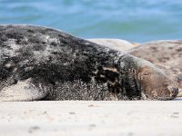 Halichoerus grypus 84, Grijze zeehond, Saxifraga-Bart Vastenhouw