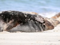 Halichoerus grypus 86, Grijze zeehond, Saxifraga-Bart Vastenhouw